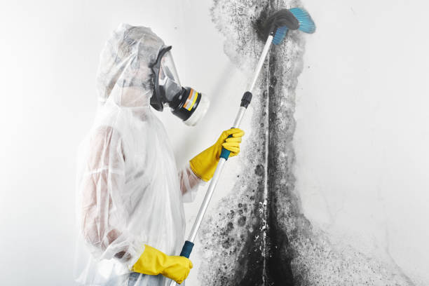 Best Mold Odor Removal Services  in Pittsburg, KS